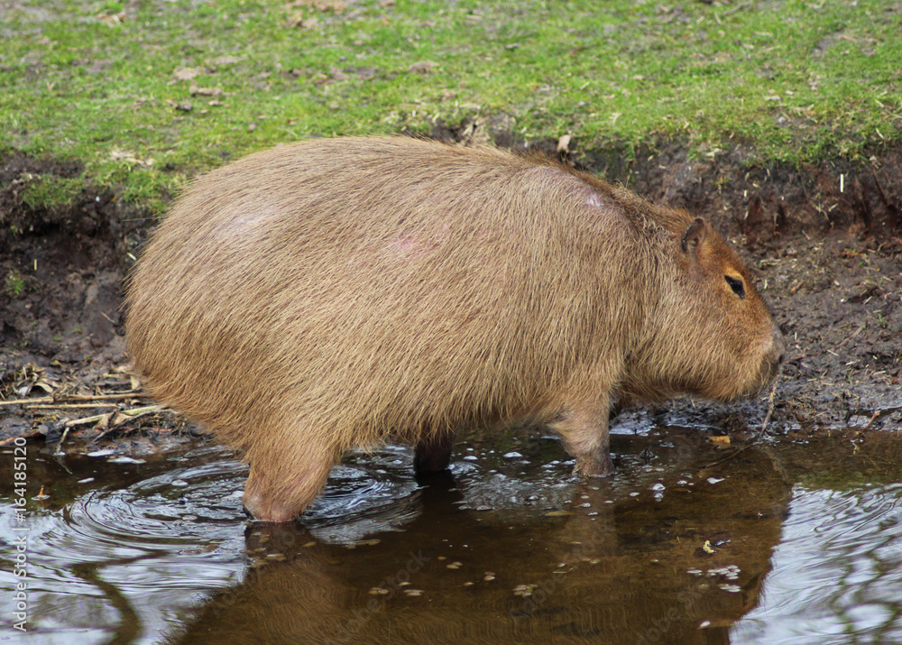 Capybara (Hydrochoerus hydrochaeris) Capybara (Hydrochoerus hydrochaeris)