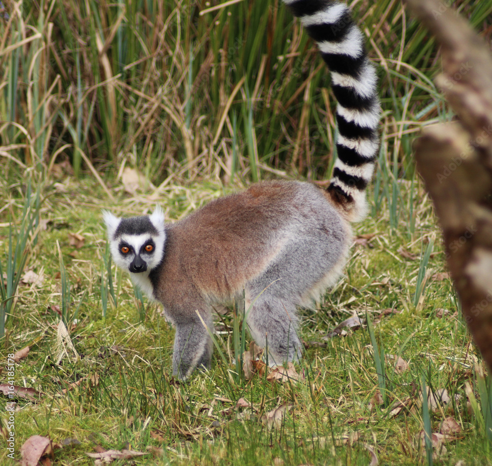 Fototapeta premium The ring-tailed lemur (Lemur catta)