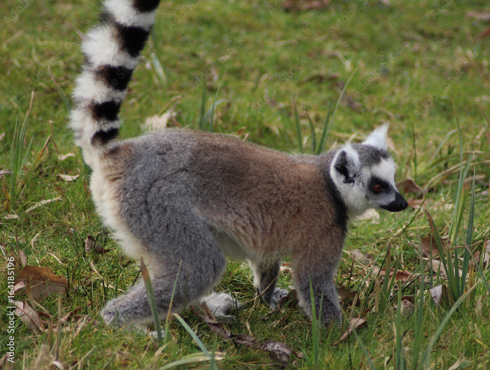Fototapeta premium The ring-tailed lemur (Lemur catta)