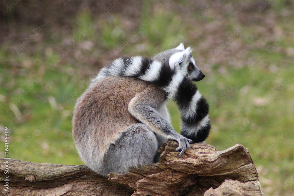 Fototapeta premium The ring-tailed lemur (Lemur catta)