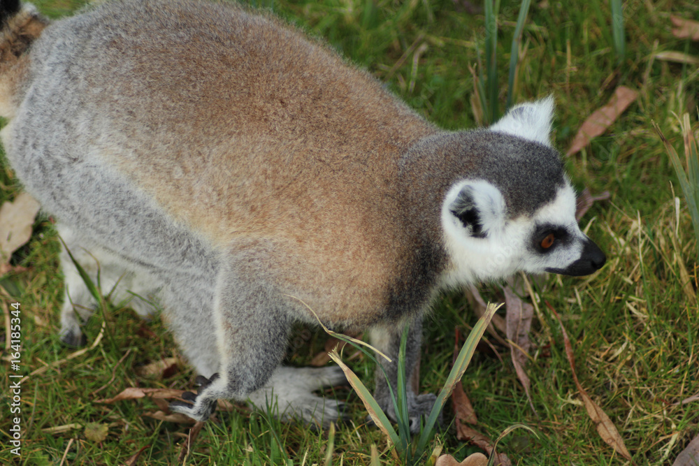 Fototapeta premium The ring-tailed lemur (Lemur catta)