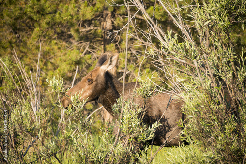 Resting moose © Tammi Mild