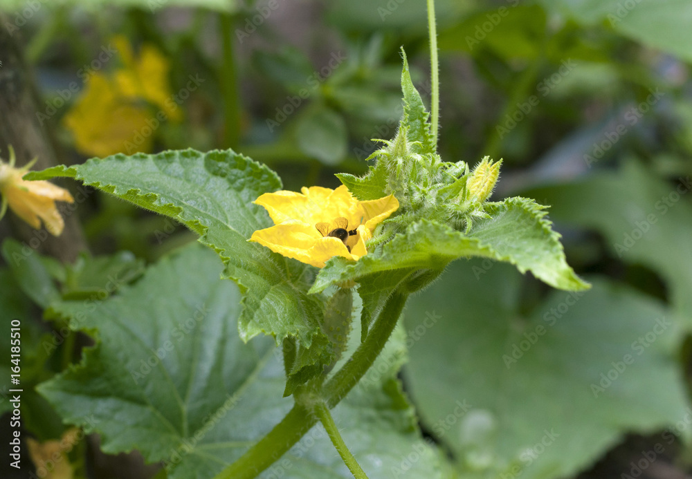 Portrait of a bee pollinating the yellow cucumber flower Portrait of a bee pollinating the yellow cucumber flower