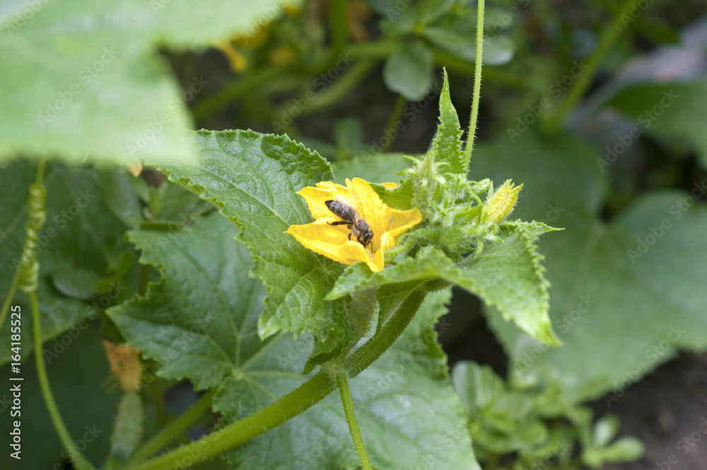 Portrait of a bee pollinating the yellow cucumber flower Portrait of a bee pollinating the yellow cucumber flower