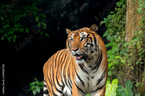 Indochinese Tiger standing in front of waterfall; Panthera tigris corbetti coat is yellow to light orange with stripes ranging from dark brown to black photo