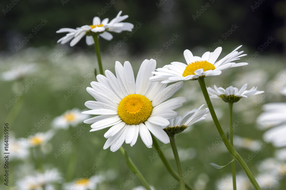 Leucanthemum vulgare meadows wild flowers with white petals and yellow center in bloom