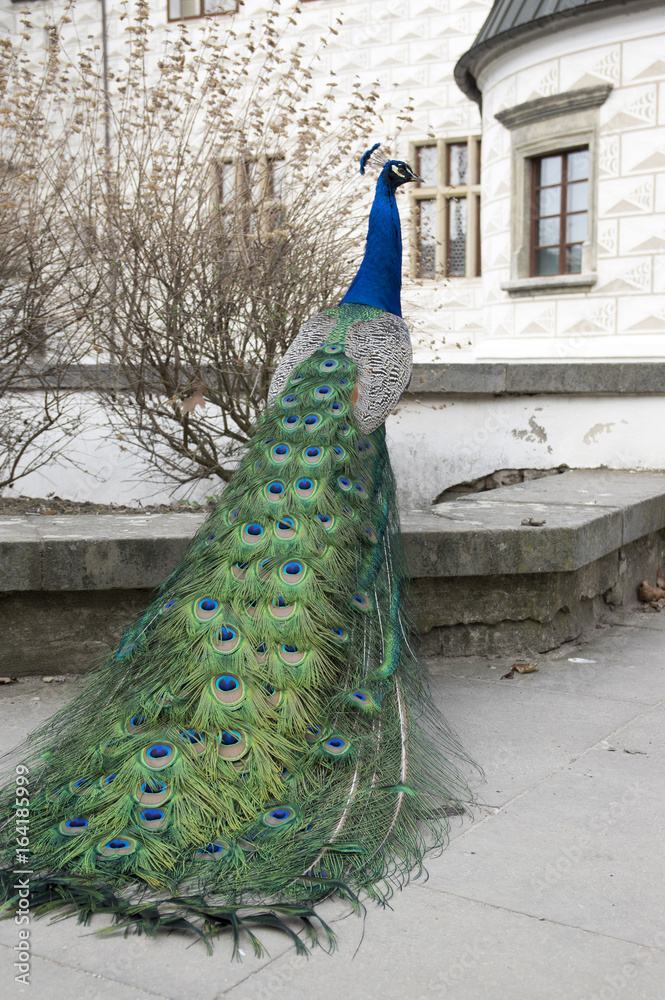 Obraz premium Pavo cristatus in front of historic renaissance castle