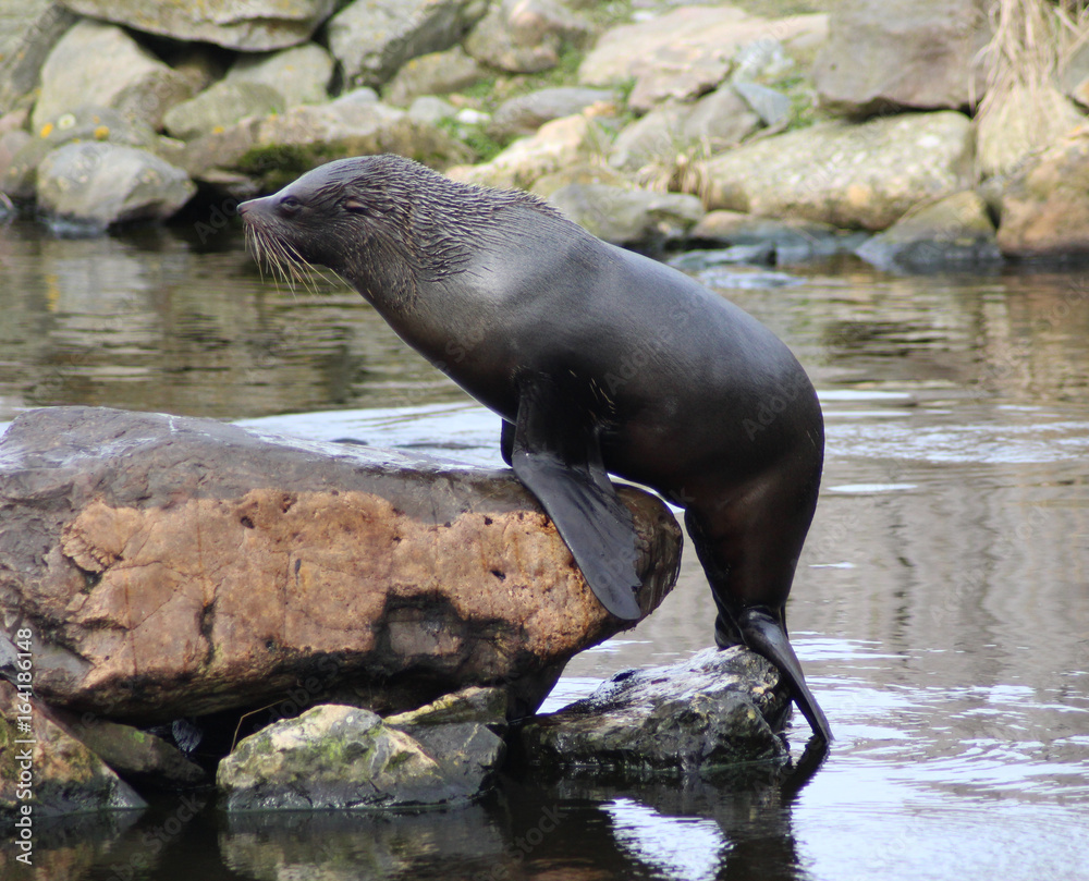 Fototapeta premium The South American fur seal (Arctocephalus australis)