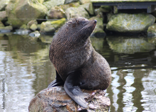 The South American fur seal (Arctocephalus australis)