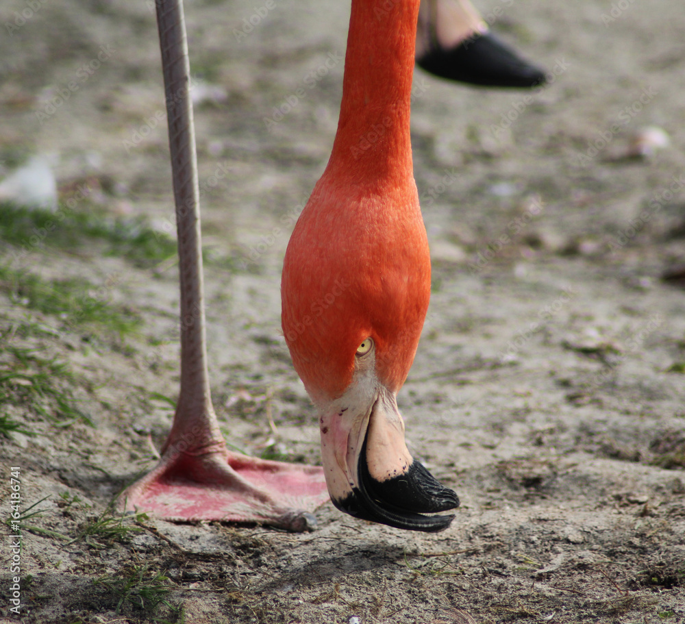Fototapeta Greater flamingo (Phoenicopterus roseus)