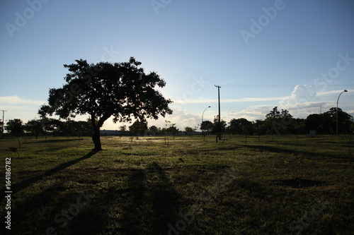Árvore contra o sol, no Parque da Cidade