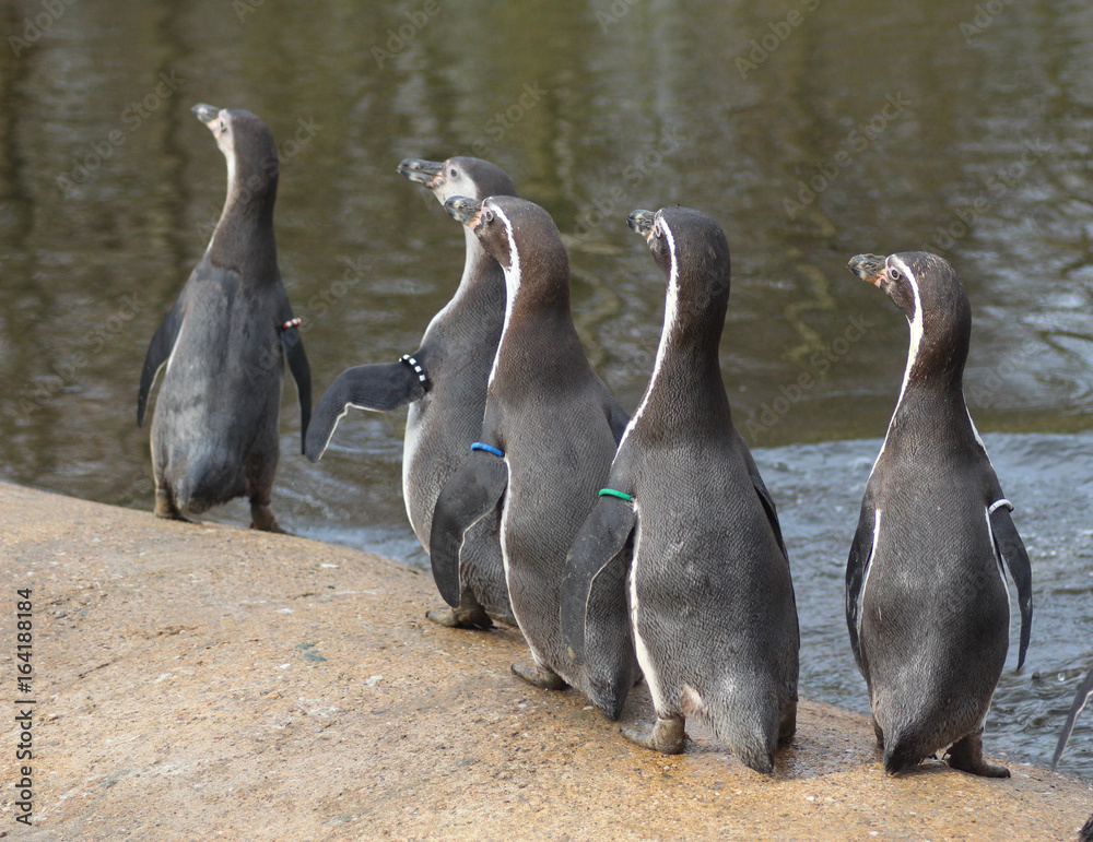 Obraz premium Group Humboldt penguin (Spheniscus humboldti)