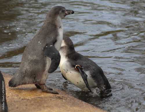 Group Humboldt penguin  Spheniscus humboldti 