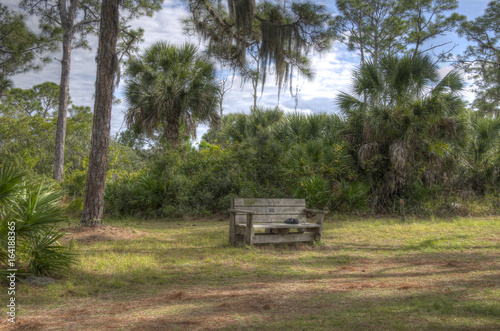 Teak Wood Bench in a Florida Glade