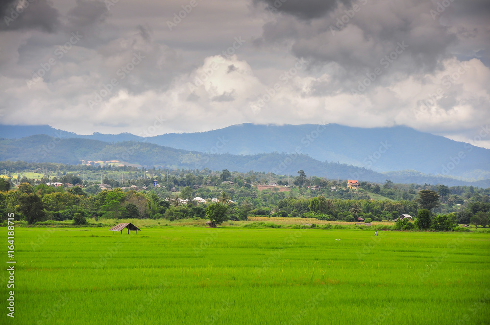 Rice field in Pai Maehongson Thailand