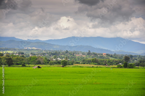 Rice field in Pai Maehongson Thailand