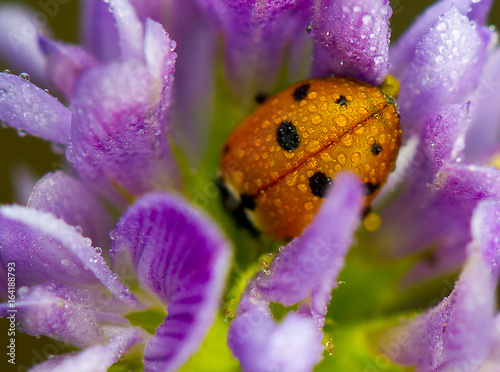 Ladybug on pink flower photo