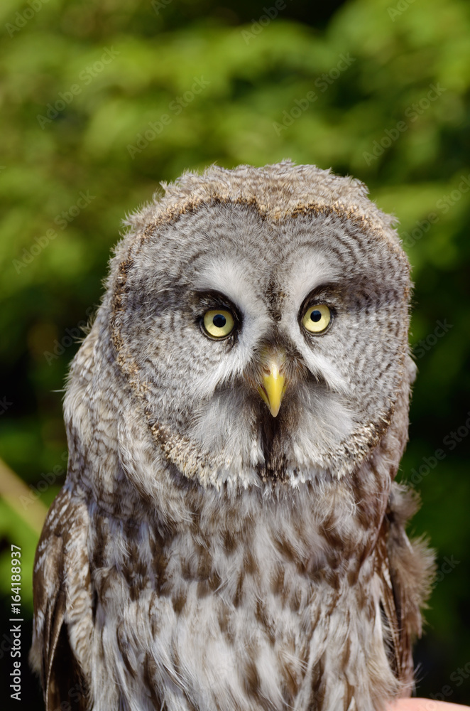 Owl-a bird of prey. Owl-a bird of prey.