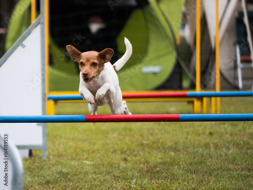 Agihund 6