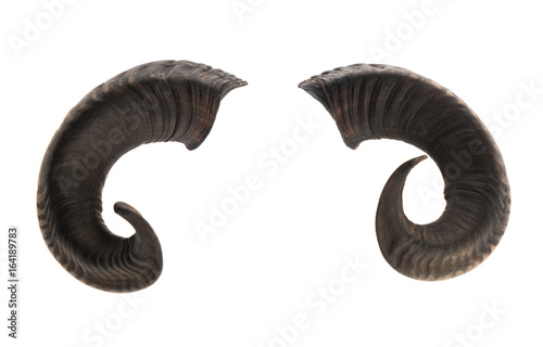 Pair of ram horns