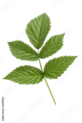 Raspberry green leaves isolated on white background