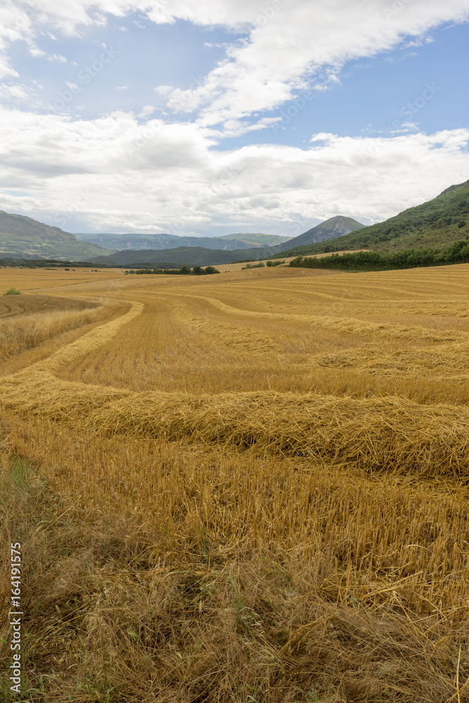Straw field in the province of navarra, spain