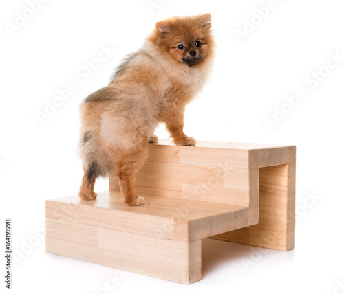 Fototapeta Naklejka Na Ścianę i Meble -  young pomeranian dog and stairs