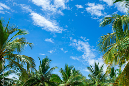 Palm tree on the sky