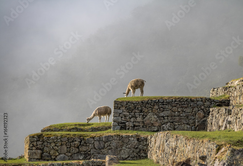 Fotografiet Llamas at Machu Picchu Inca Ruins - Sacred Valley, Peru