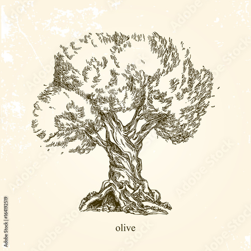 Olive tree. Vintage style. Vector illustration