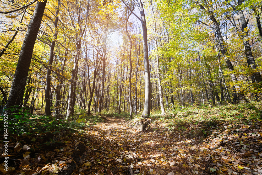 Fototapeta premium Picture of colourful forest path in fall