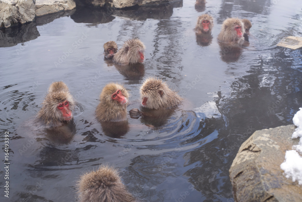 Wild Japanese macaques at Jigokudani Monkey Park in Japan 地獄谷の日本猿 Stock ...