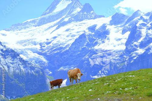 Swiss dairy Cows on green grass in the beautiful Alps  Switzerland  Europe