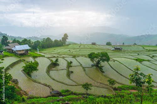 landscape nature background view of rice flield on mountain with raining.