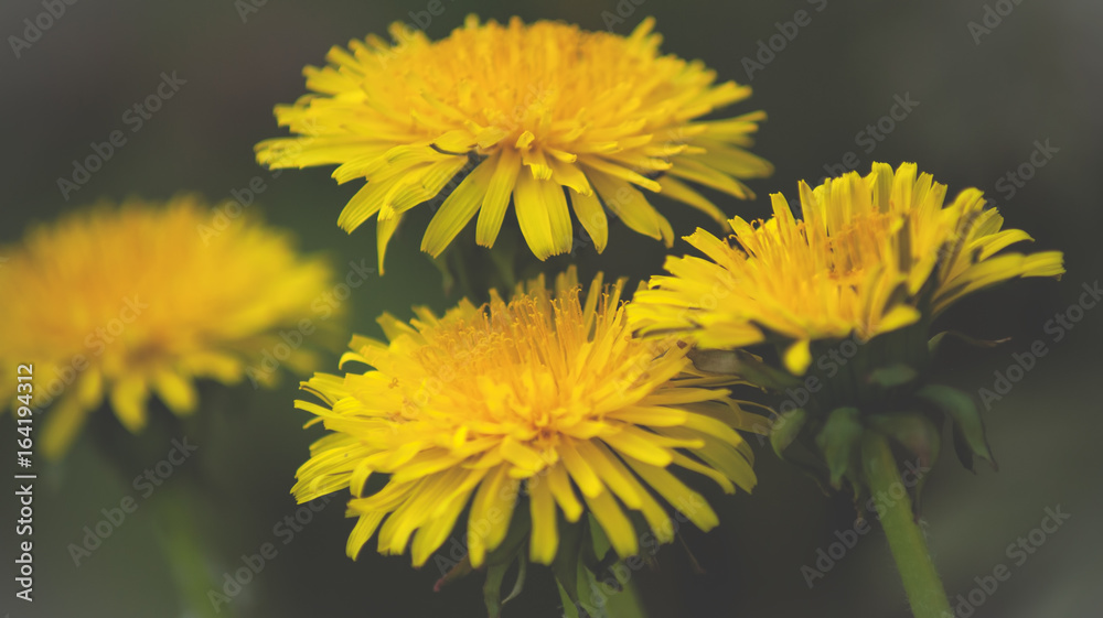 Close up of Dandelion flowers growing in field Close up of Dandelion flowers growing in field