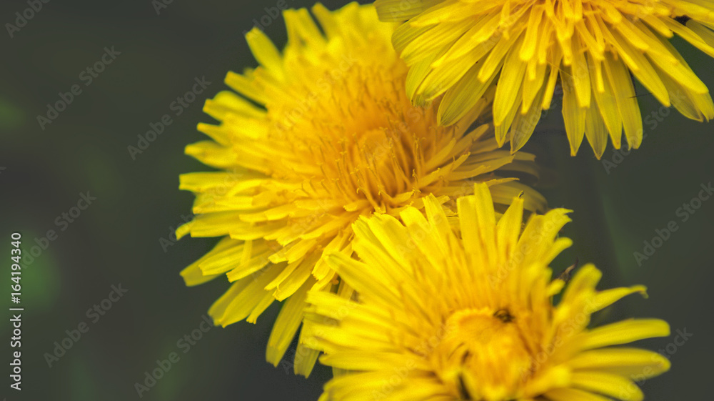 Close up of Dandelion flowers growing in field Close up of Dandelion flowers growing in field