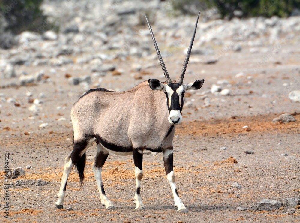 Gemsbock = Oryx Gemsbock = Oryx