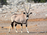 Gemsbock = Oryx