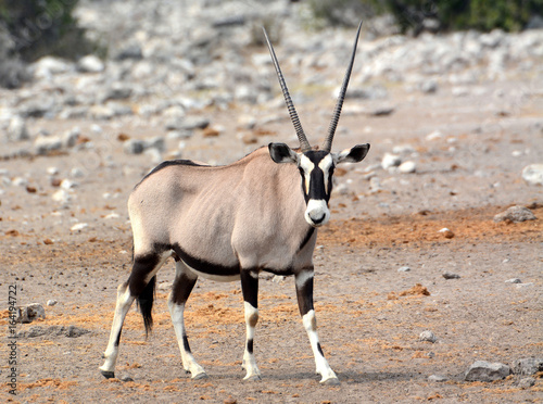 Gemsbock = Oryx