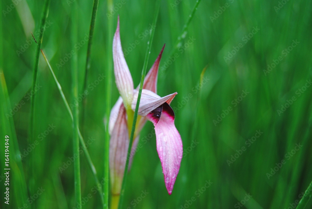 Obraz premium Serapia orchid