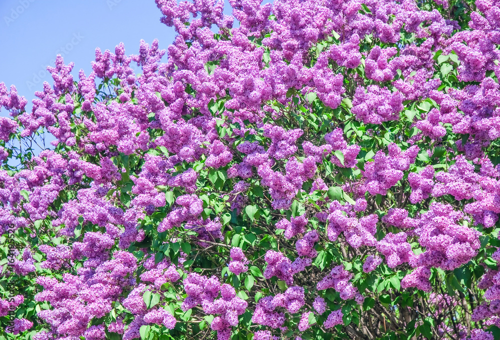 Blooming varietal selection lilac (Syrigna vulgaris). The sort of Blooming varietal selection lilac (Syrigna vulgaris). The sort of