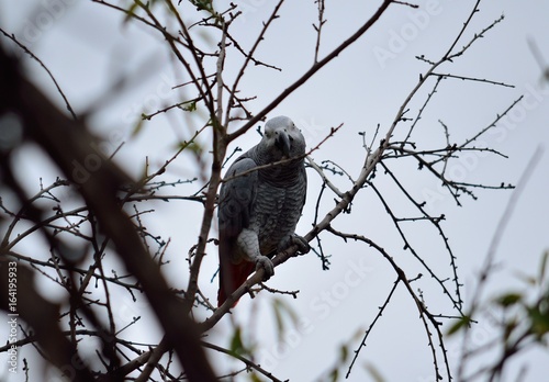 African gray parrot of red tail perched on tree