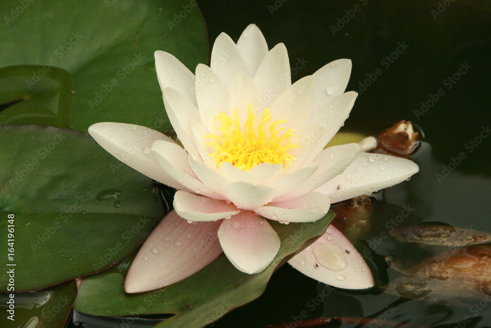 Seerose mit Wassertropfen Seerose mit Wassertropfen