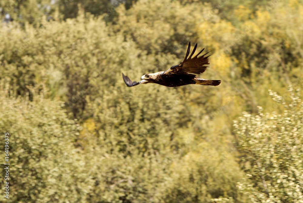 Spanish imperial eagle. Aquila adalberti Spanish imperial eagle. Aquila adalberti