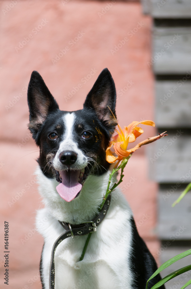 Mixed breed dog putdoor portrait