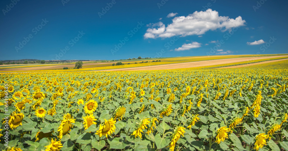 Sonnenblumenfelder im Weinviertel in Österreich