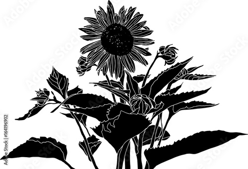 Sunflower silhouette. Bold black and white clip art drawing with no background. Botanical, floral, nature theme design element.