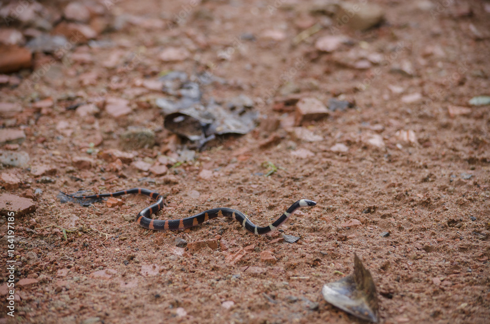 Serpente