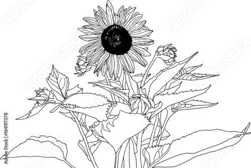 Sunflower botanical illustration. Sketchbook style line drawing in black and white, no background