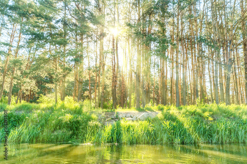 Fototapeta Naklejka Na Ścianę i Meble -  Green forest with shining sun